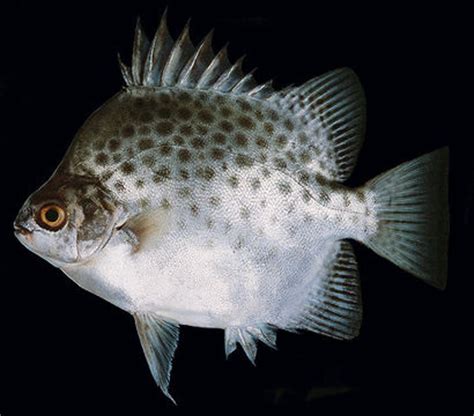 kikilo fish|Category:Scatophagus argus .
